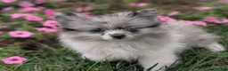 Pomeranian dogs for sale: Dazzle - Ad 3