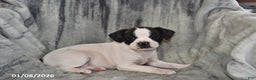 Mixed Breed dogs for sale: Kit Kat - Ad 4