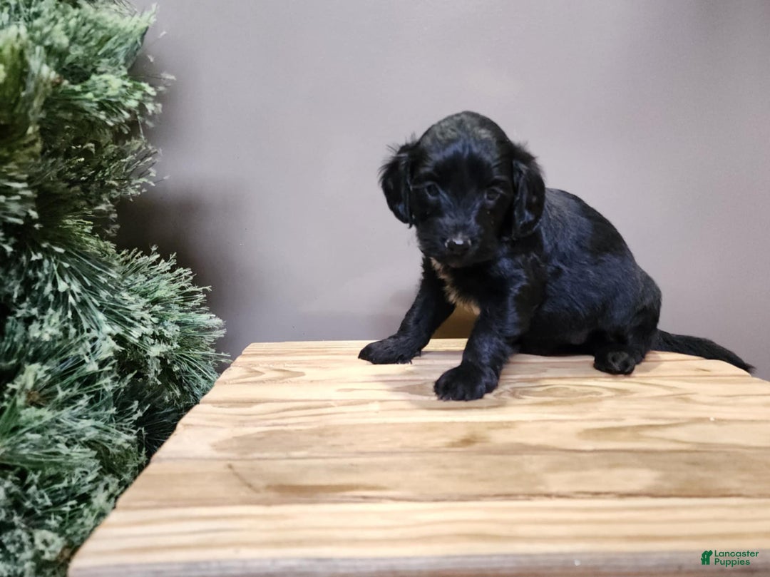 Mini Bernedoodle dogs for sale: Grace - Ad 10