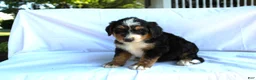 Bernedoodle dogs for sale: Rascal - Ad 7