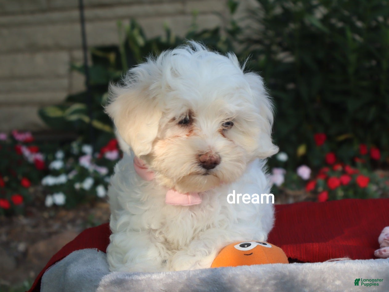 Shihpoo dogs Rayna - Ad 1
