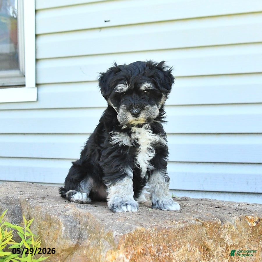 Miniature Schnauzer dogs Grady - Ad 2