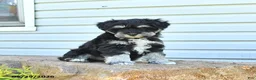 Miniature Schnauzer dogs for sale: Grady - Ad 7