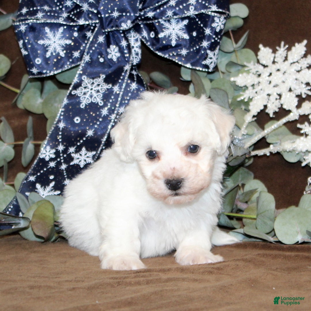 Bichon Frise dogs for sale: Trent - Ad 4
