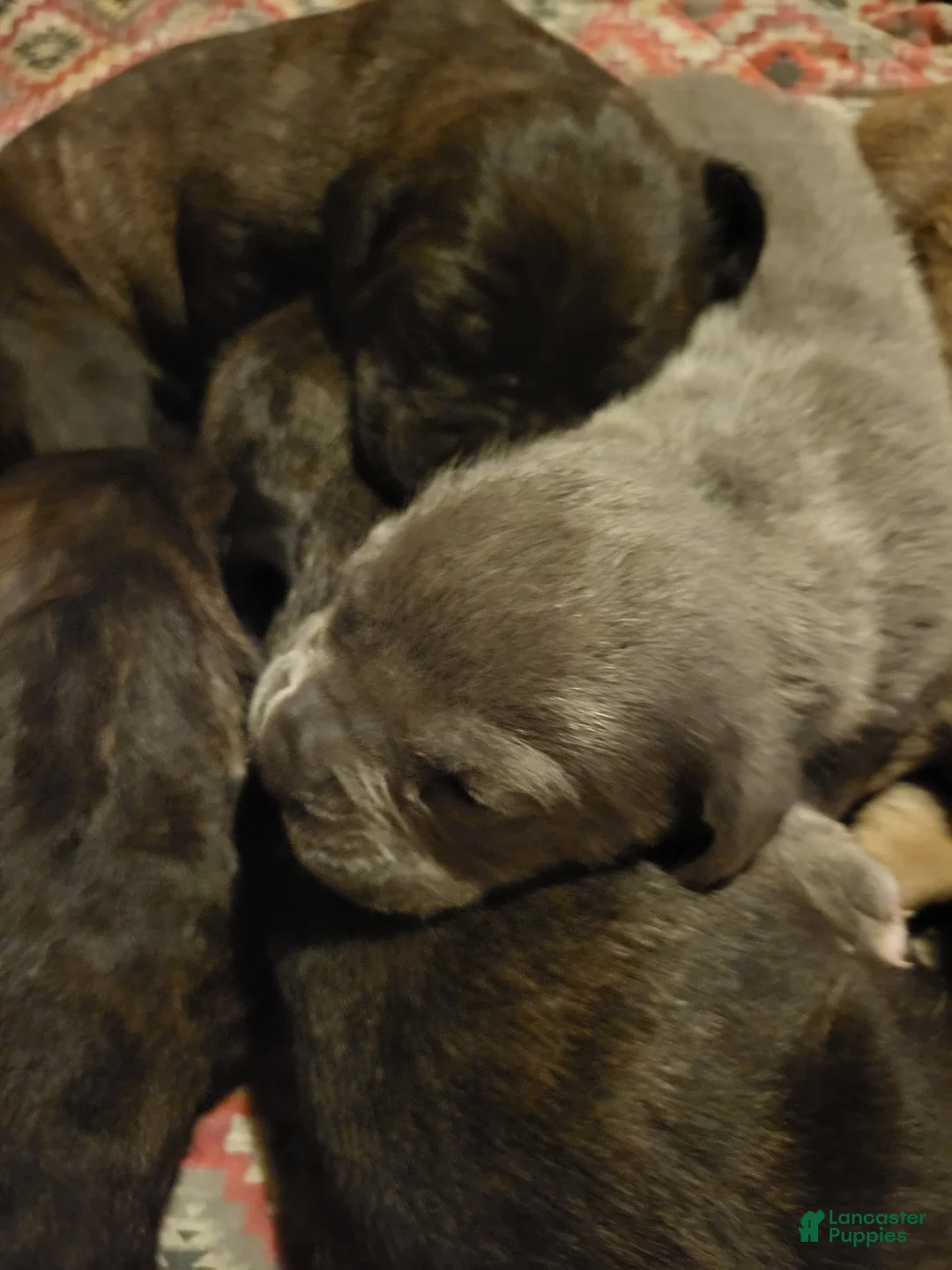 Cane Corso dogs for sale: Cane Corso black brindle female 2 - Ad 4