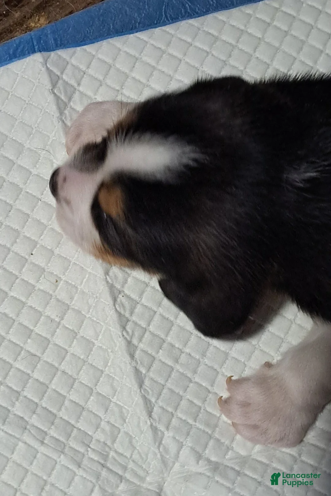 Beagle dogs for sale: Beagle Puppy 2 - AKC Registrable. - Ad 2