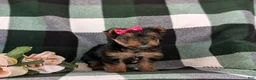 Yorkshire Terrier dogs for sale: Harmony 4.5 lbs Full Grown - Ad 6