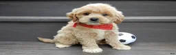 Cavapoo dogs for sale: Benji - Ad 5