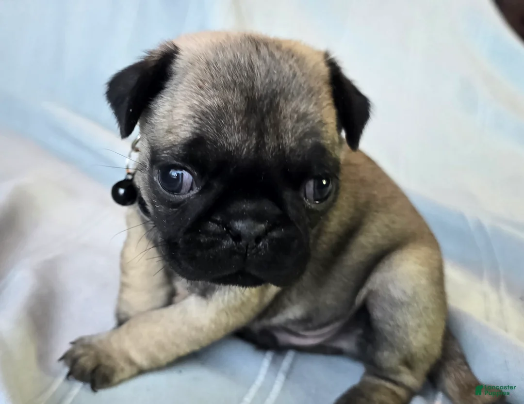 Pug dogs for sale: Levon - Ad 5