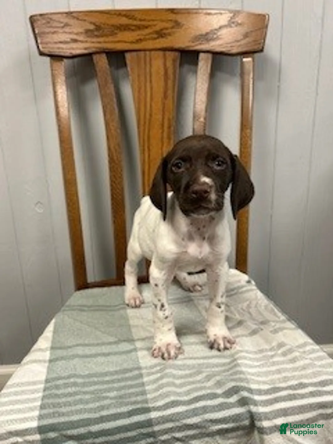 German Shorthaired Pointer dogs for sale: Honey - Ad 1