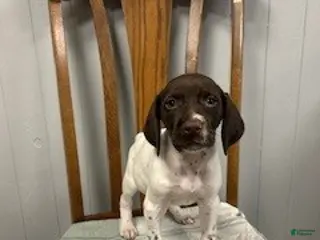 German Shorthaired Pointer dogs for sale: Honey - Ad 4