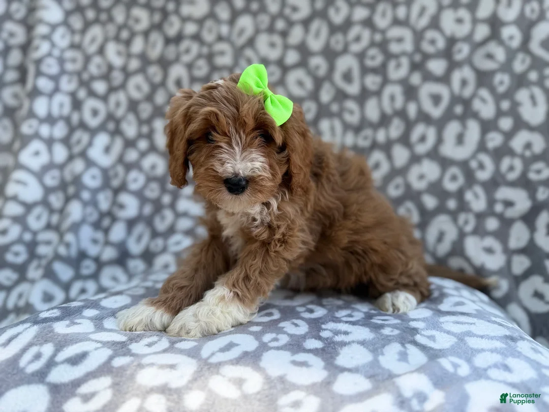 Cavapoo dogs for sale: Willow - Ad 3