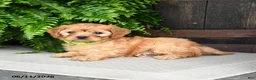 Cavapoo dogs for sale: Kiwi - Ad 4