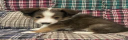 Shetland Sheepdog dogs for sale: Finn - Ad 4