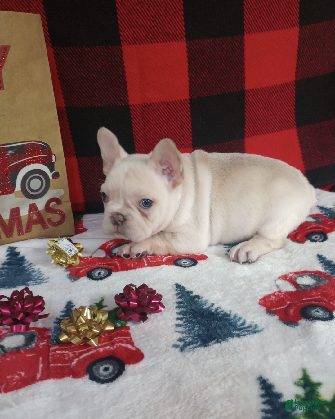 French Bulldog dogs for sale: Jeremy  - Ad 2