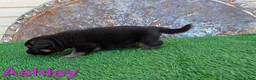German Shepherd dogs for sale: Ashley - Ad 5