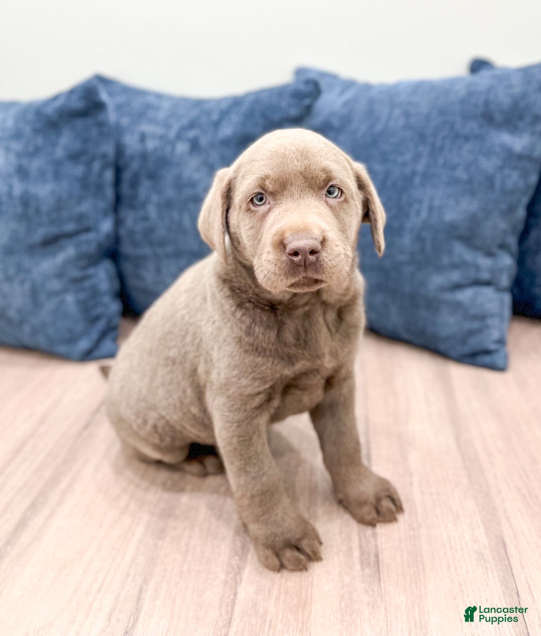 Labrador Retriever dogs for sale: Misty - Ad 5