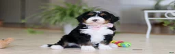 Mini Bernedoodle dogs for sale: Tyra - Ad 11
