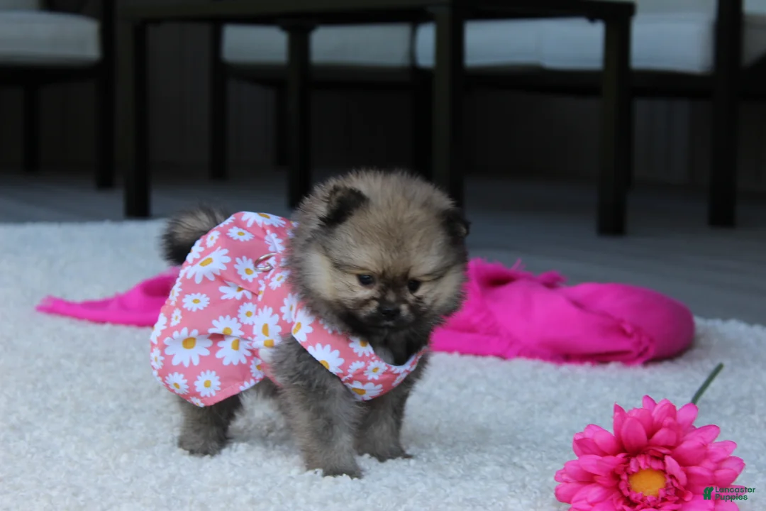 Pomeranian dogs for sale: Lola - Ad 2