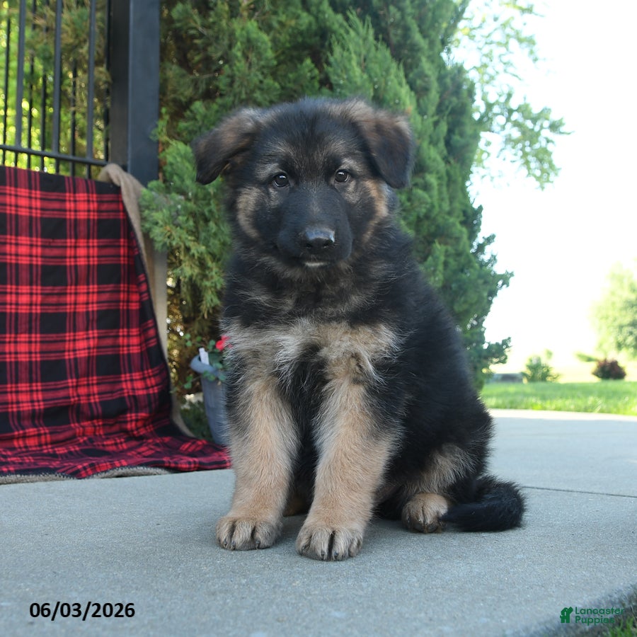 Mixed Breed dogs Reed  - Ad 1