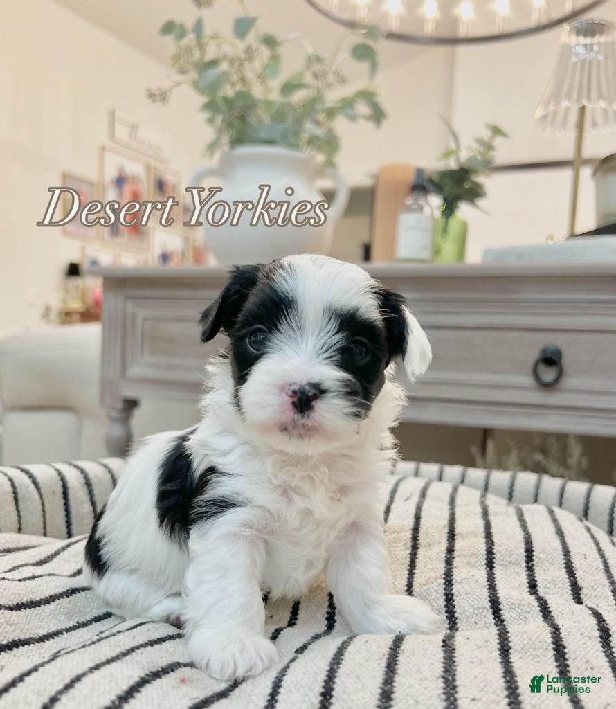 Yorkshire Terrier dogs Luke - Ad 2