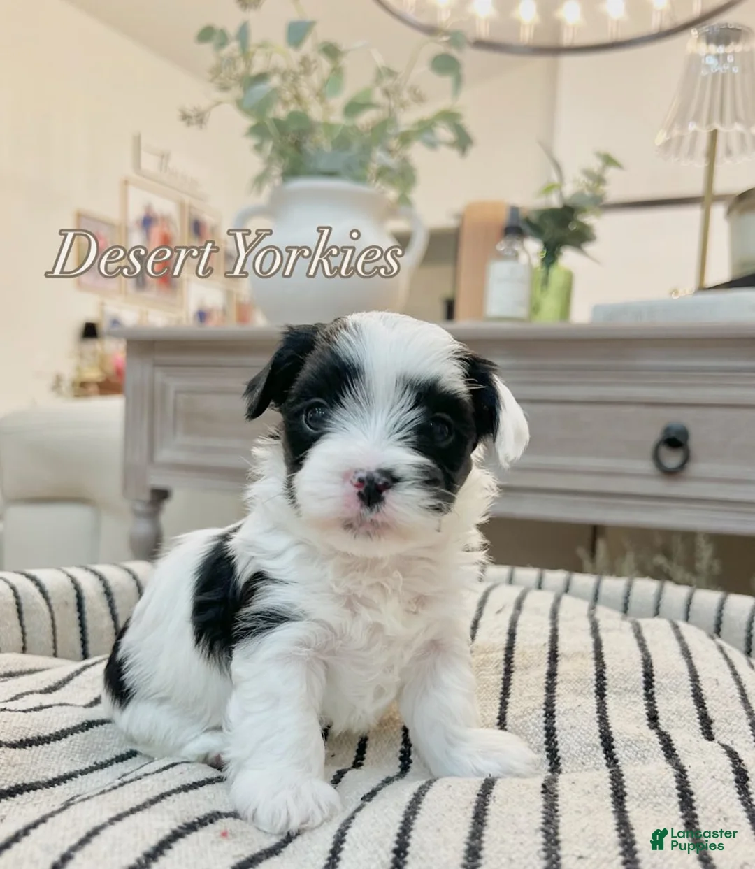 Yorkshire Terrier dogs for sale: Luke - Ad 2