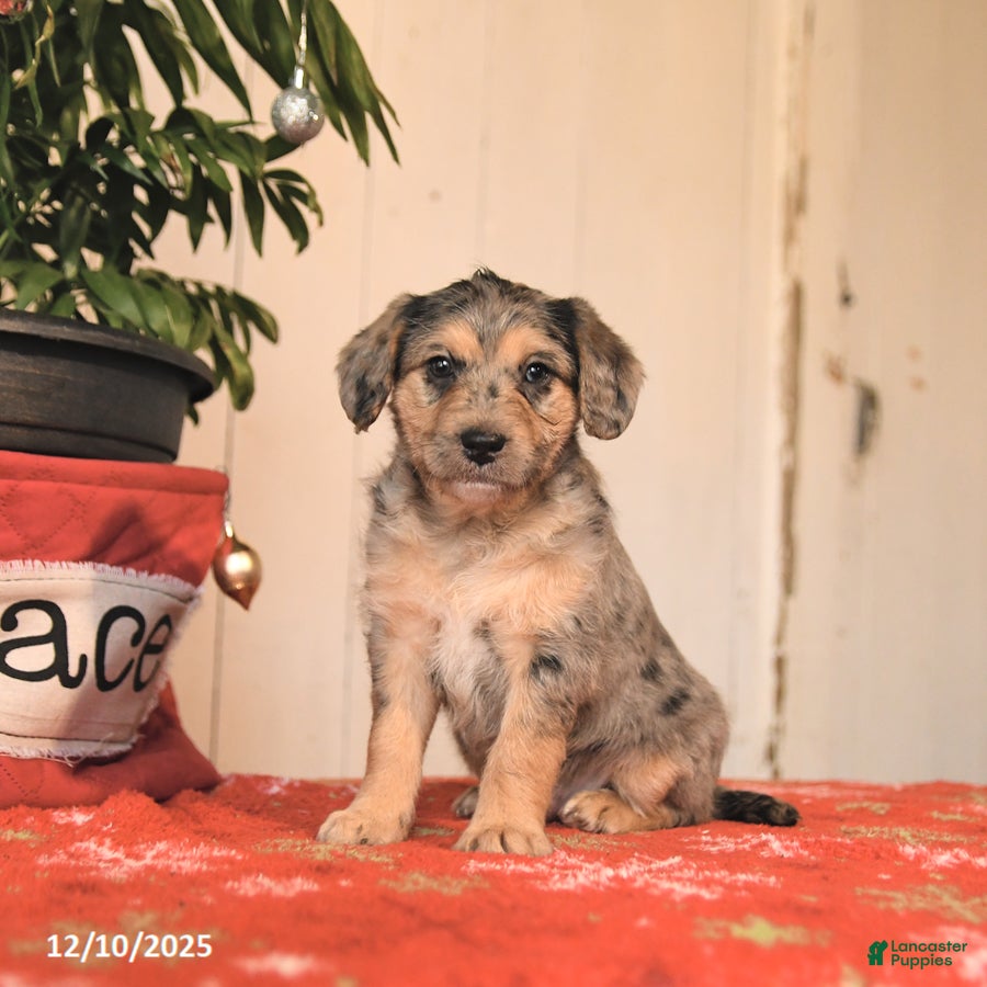 Jackapoo dogs Chocolate - Ad 14