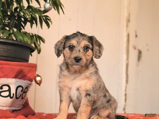 Jackapoo dogs Chocolate - Ad 15