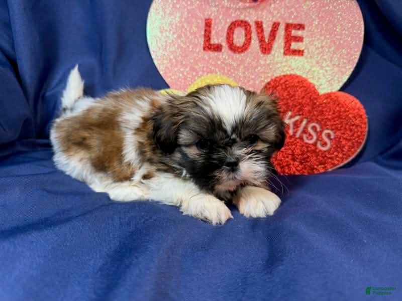 Shih Tzu dogs July - Ad 28