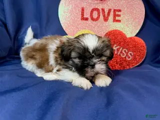 Shih Tzu dogs July - Ad 28