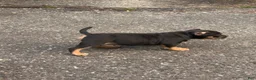 American Bully dogs for sale: Rampage - Ad 4