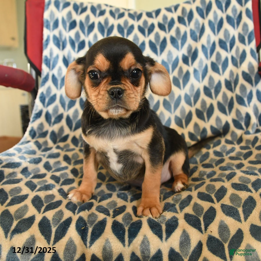 Mixed Breed dogs Xandy - Ad 25