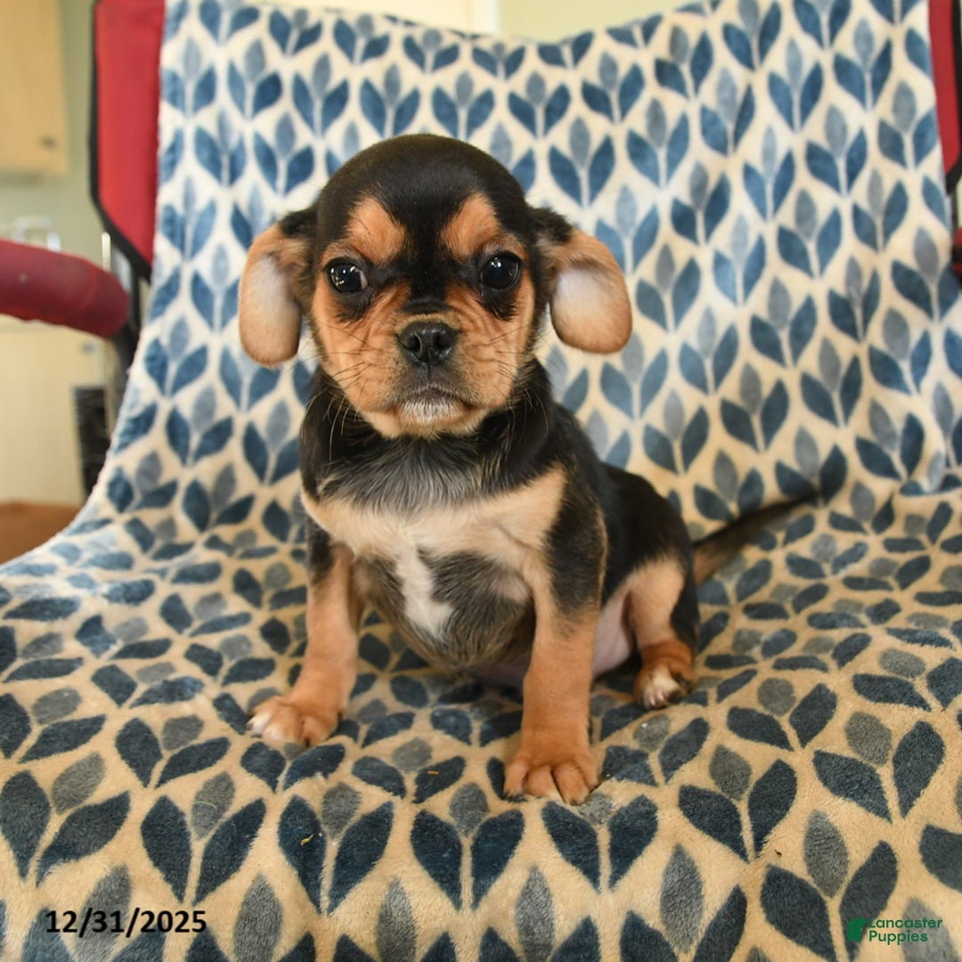 Mixed Breed dogs for sale: Xandy - Ad 1