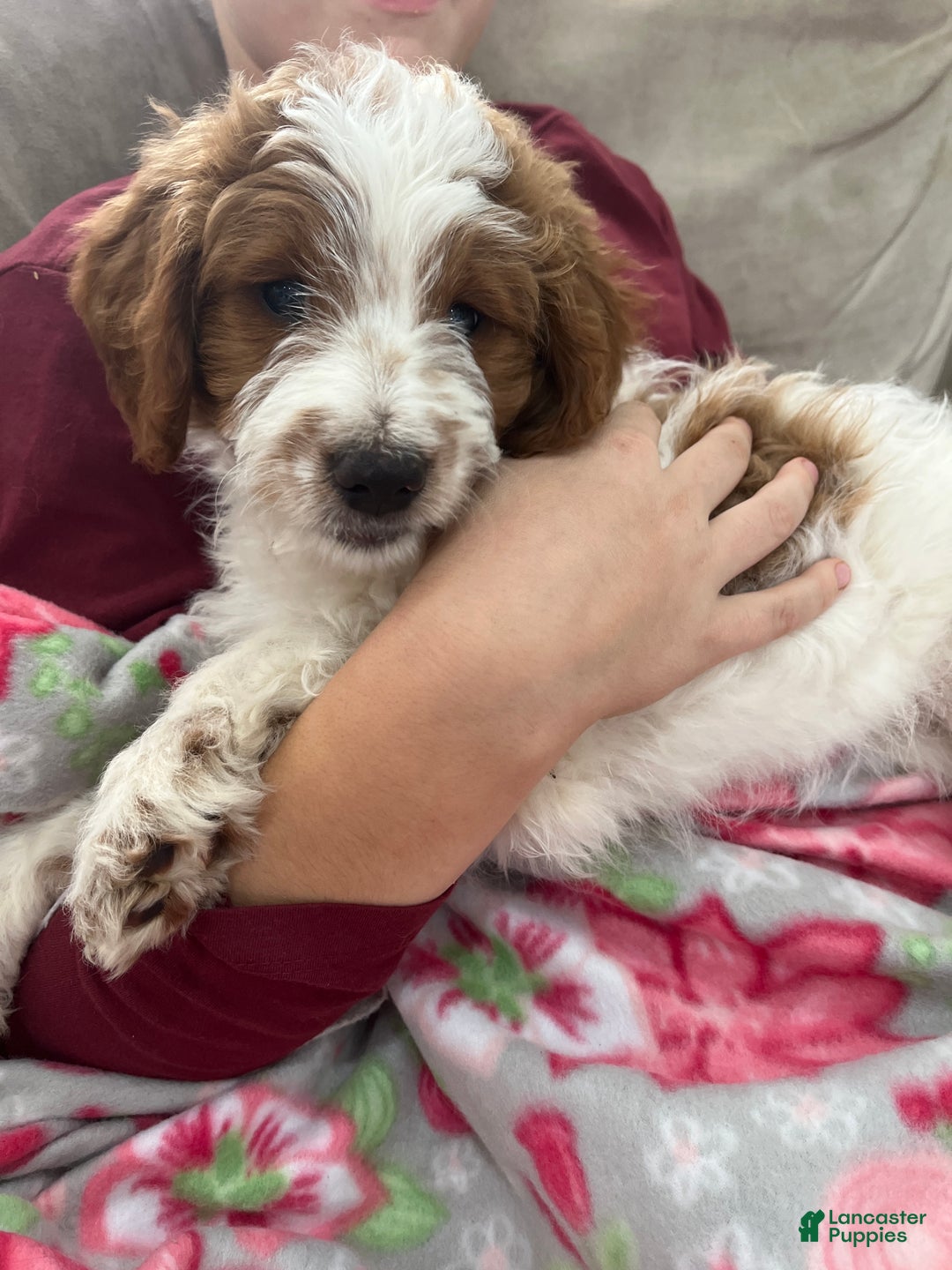 Mini Bernedoodle dogs for sale: Caramel - Ad 3