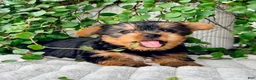 Yorkshire Terrier dogs for sale: Aspen - Ad 4