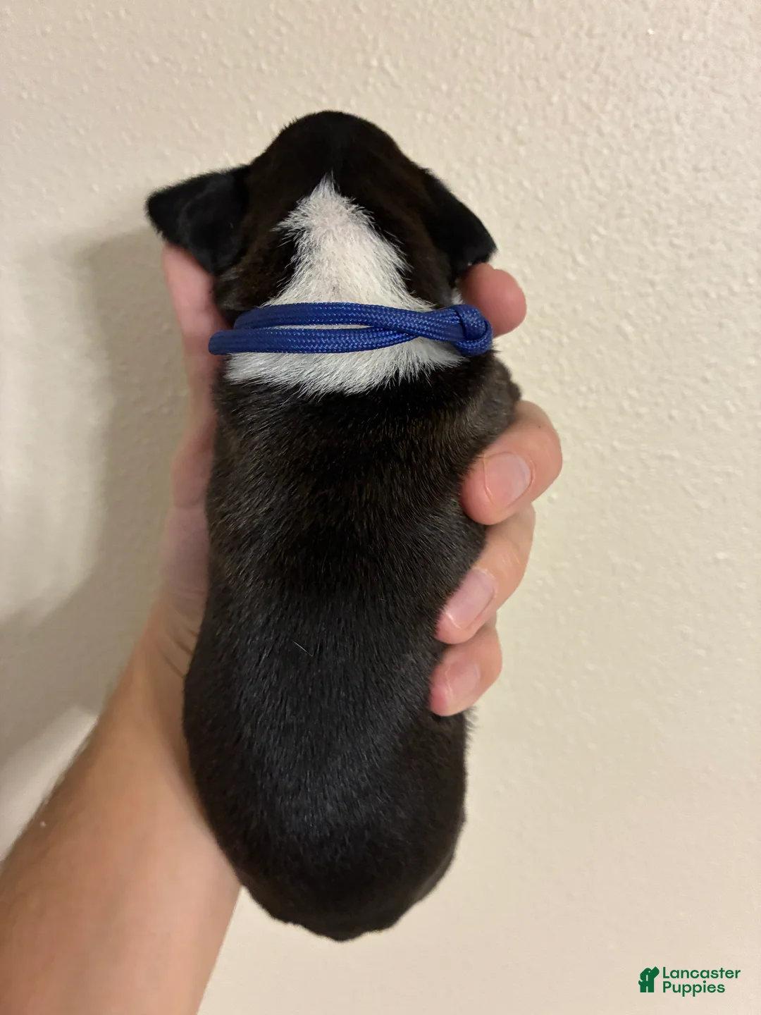 Boxer dogs for sale: Blue Collar - Ad 2