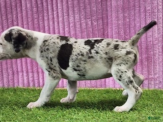 Catahoula Leopard Dog dogs Tess 2025 Female 5 - Ad 14