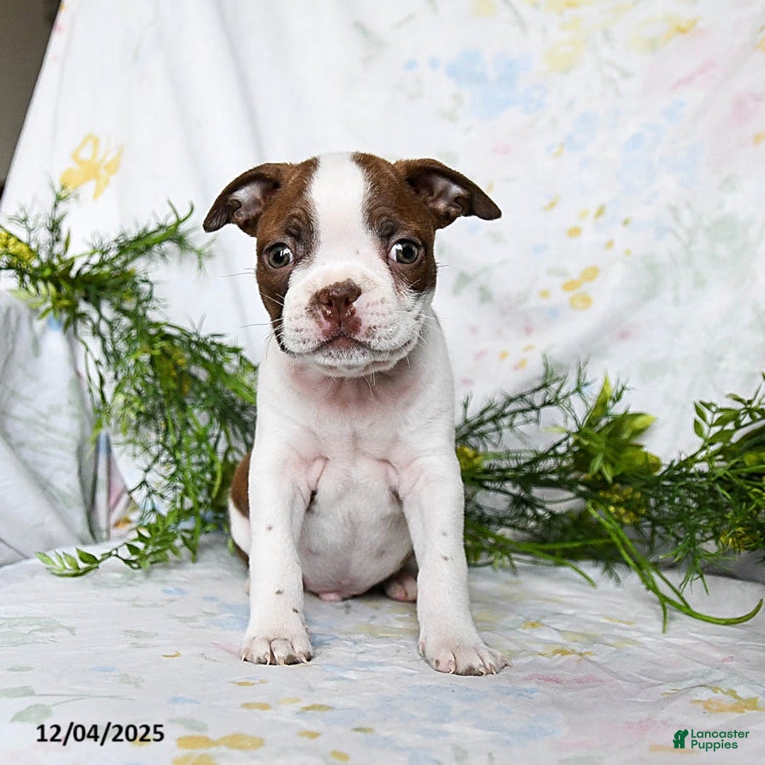 Boston Terrier dogs for sale: Barney - Ad 3