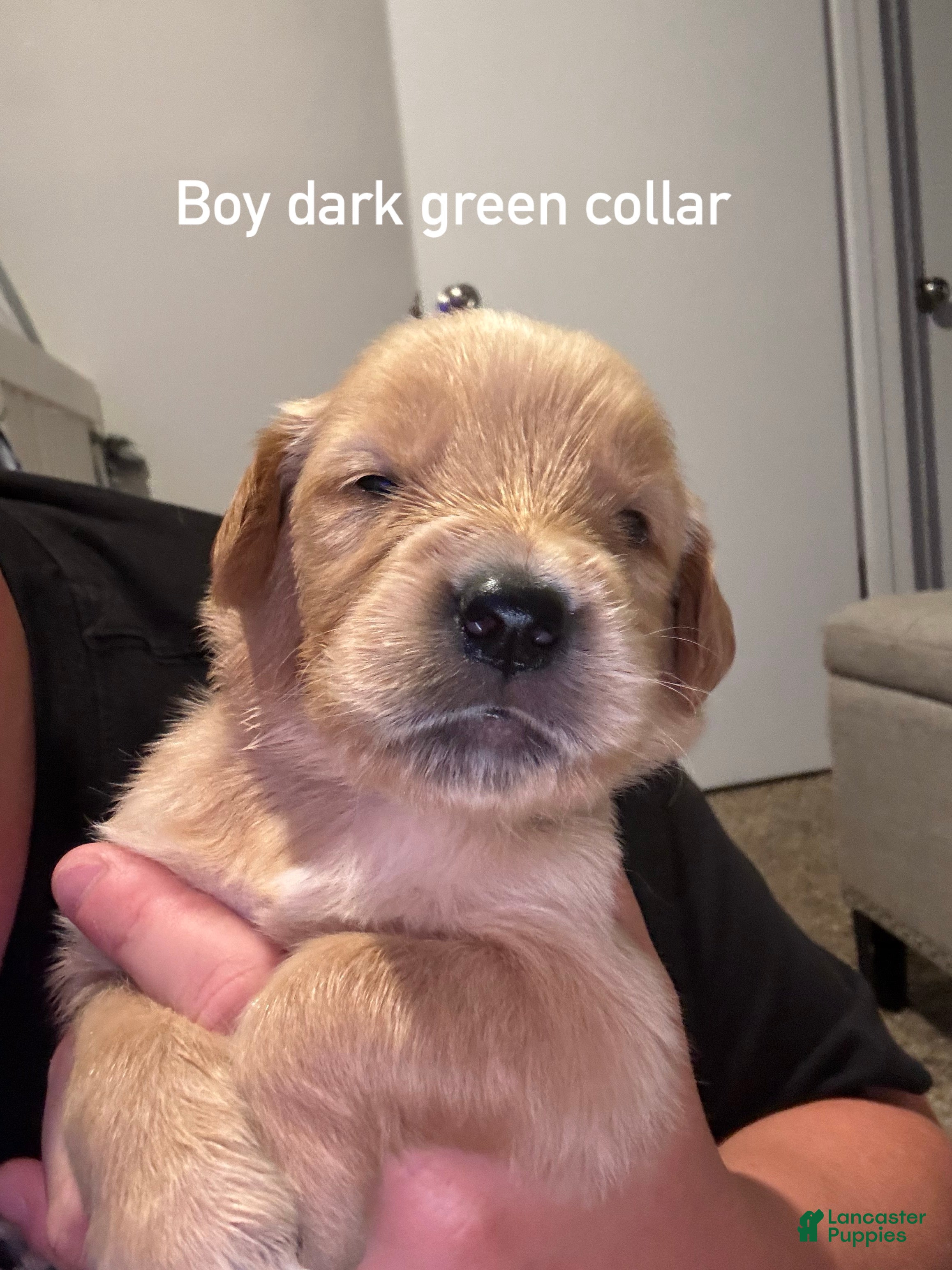 Golden Retriever dogs Dark green collar Golden Retriever  - Ad 4