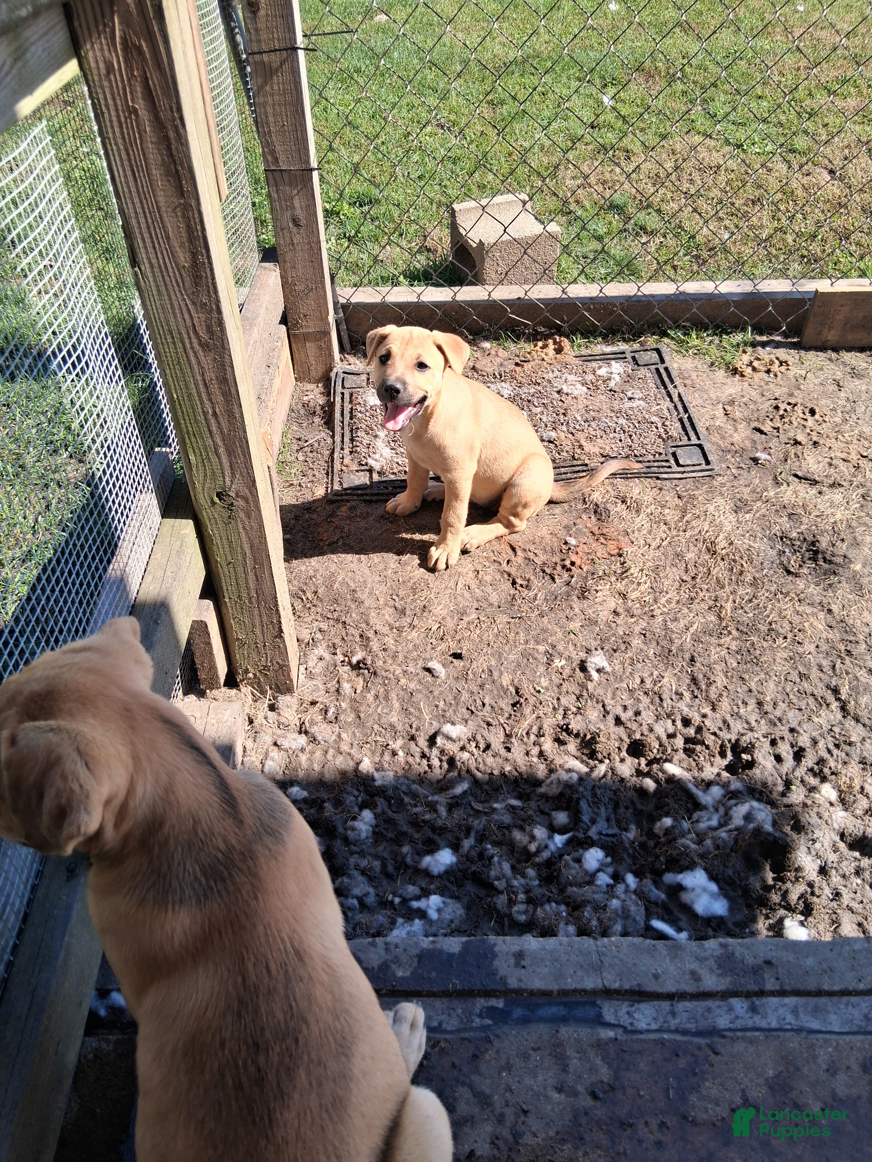 Mixed Breed dogs for sale: Mixed Breed 2 - Ad 41