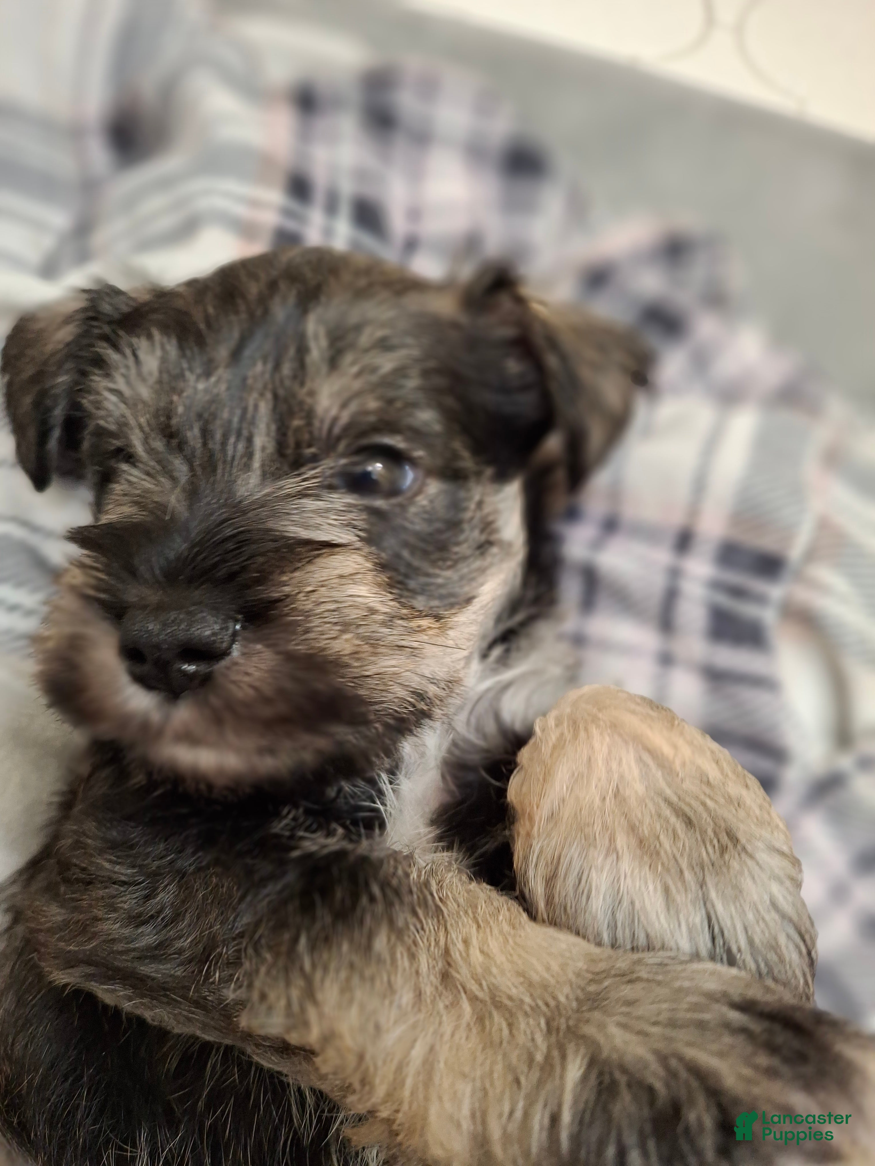 Miniature Schnauzer dogs Mr. FLUSTER - Ad 18