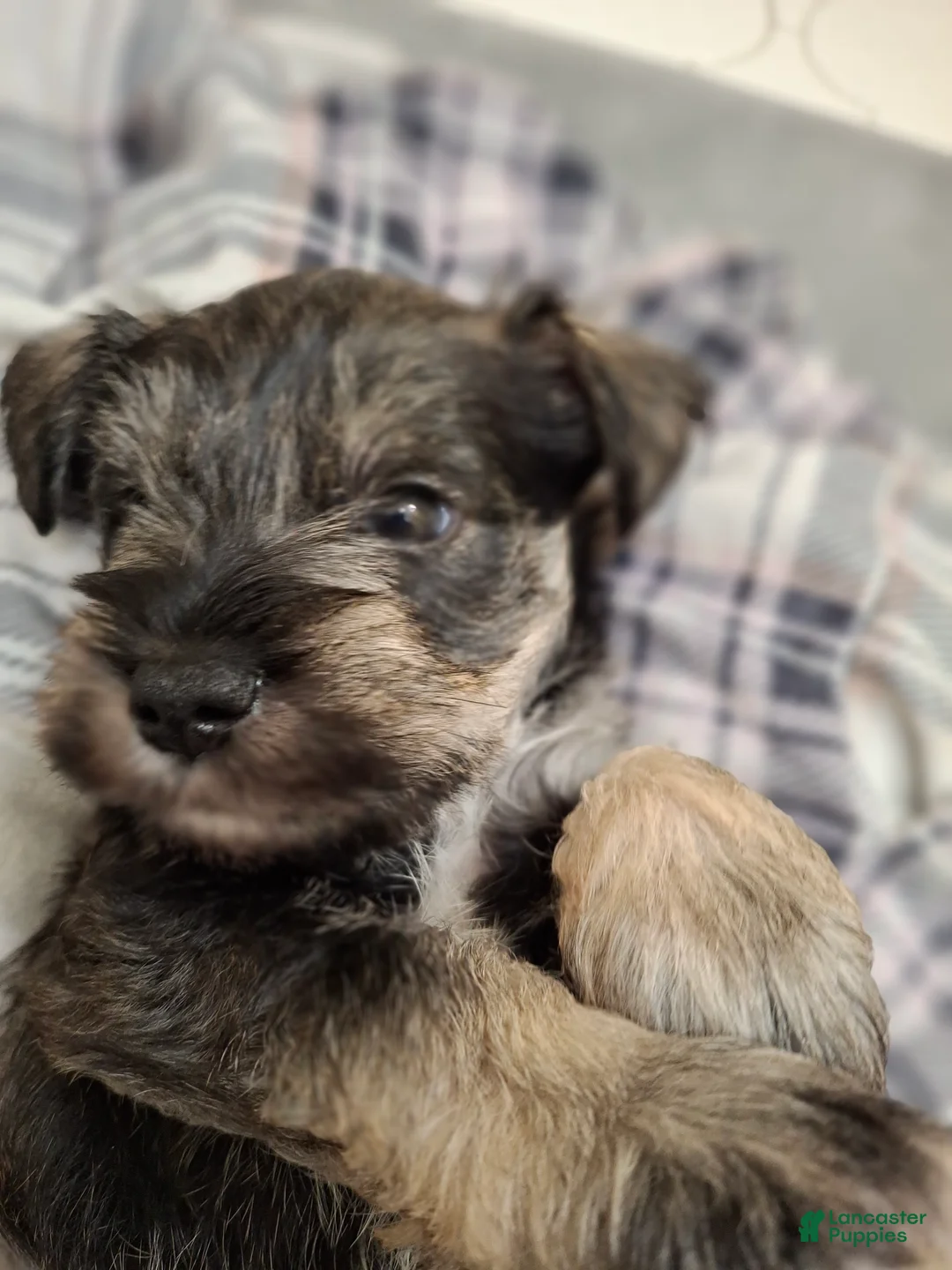 Miniature Schnauzer dogs for sale: Mr. FLUSTER - Ad 1