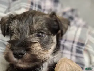 Miniature Schnauzer dogs Mr. FLUSTER - Ad 18