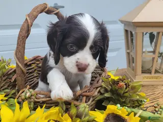 Mixed Breed dogs for sale: Kisses - Ad 1