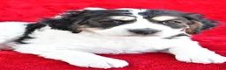 Mixed Breed dogs for sale: Colleen - Ad 4
