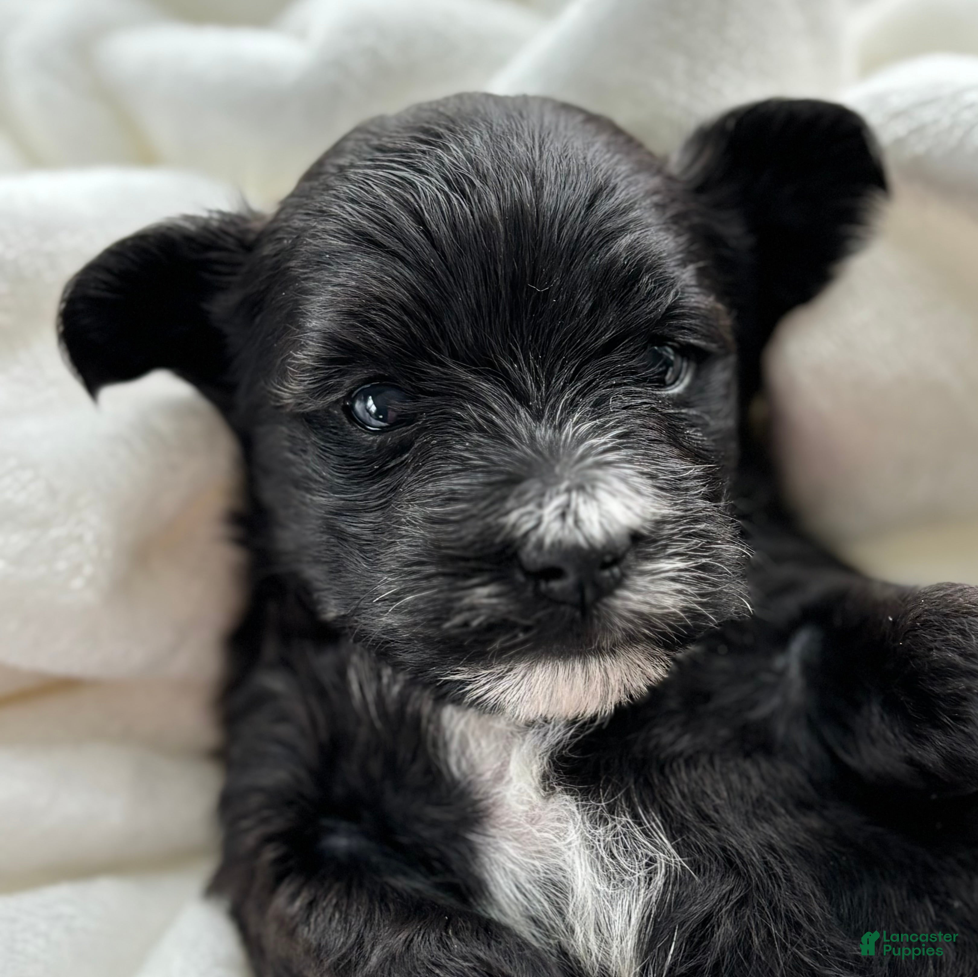 Morkie dogs D'Lynn - Ad 2