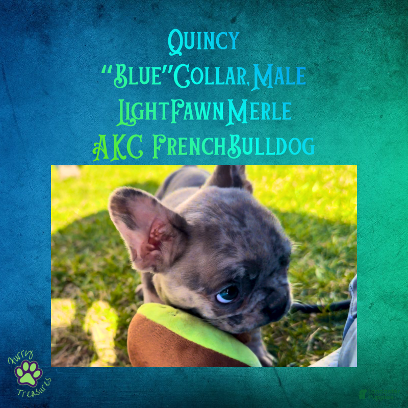 French Bulldog dogs Quincy “Blue” Collar, Male - Ad 21