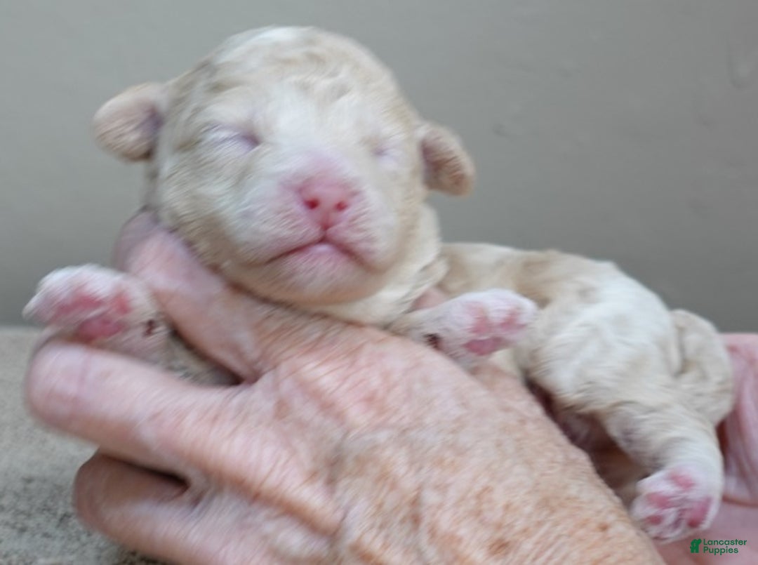 Toy Poodle dogs for sale: Denver shimmering champagne - Ad 6