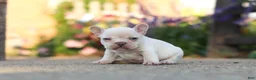 French Bulldog dogs for sale: Chester - Ad 9