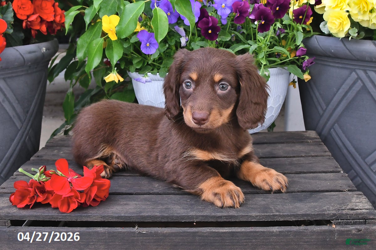 Dachshund dogs Skye - Ad 2